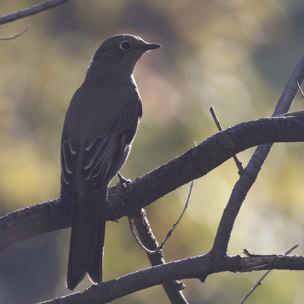 Townsend's Solitaire - ML643053140