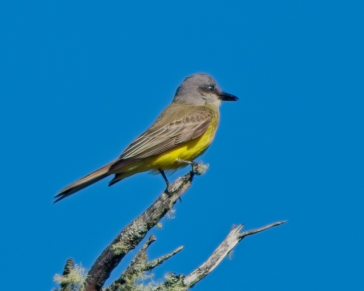 Tropical Kingbird - ML643053168