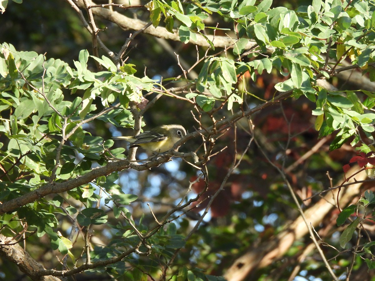 Blue-headed Vireo - ML643053196