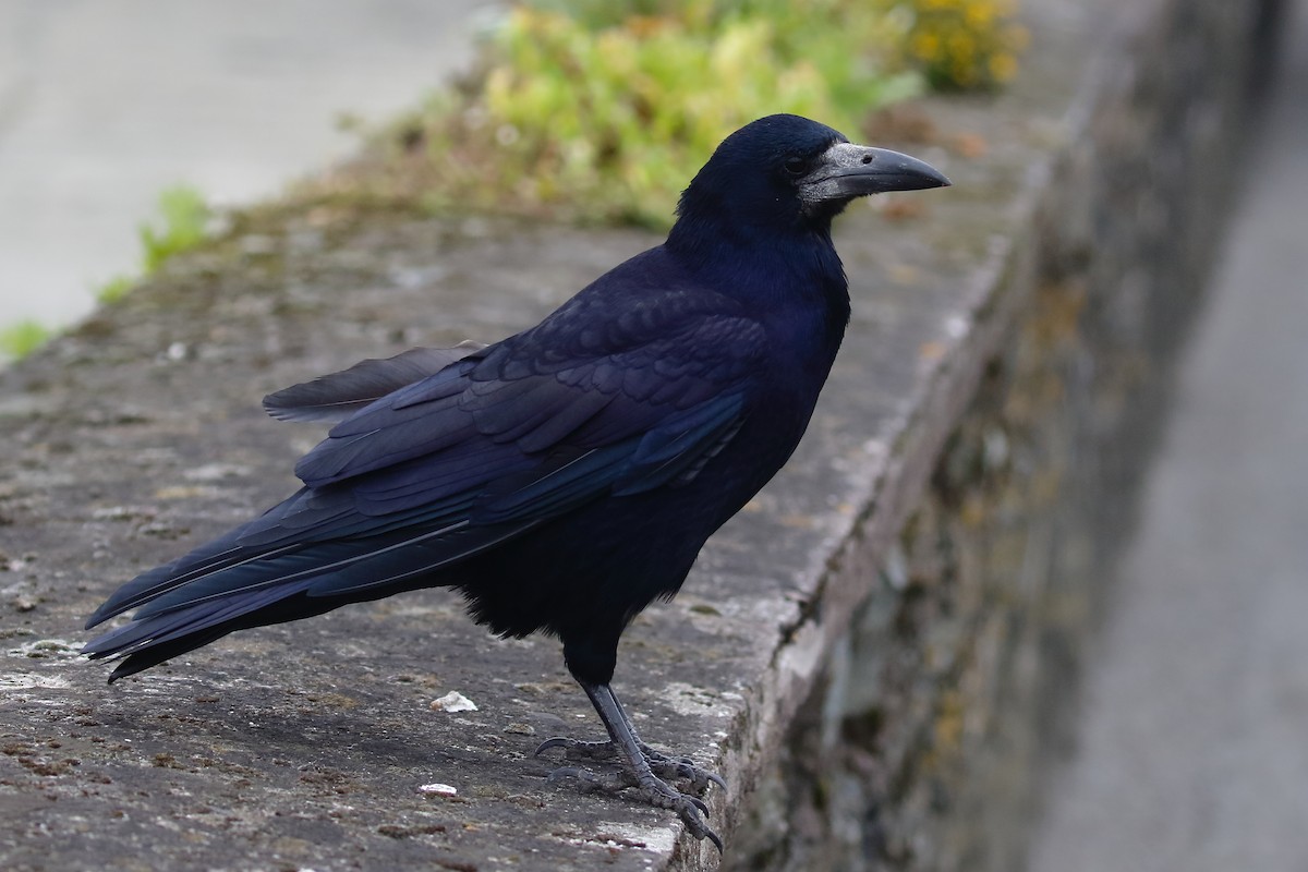 Rook - ML643053203