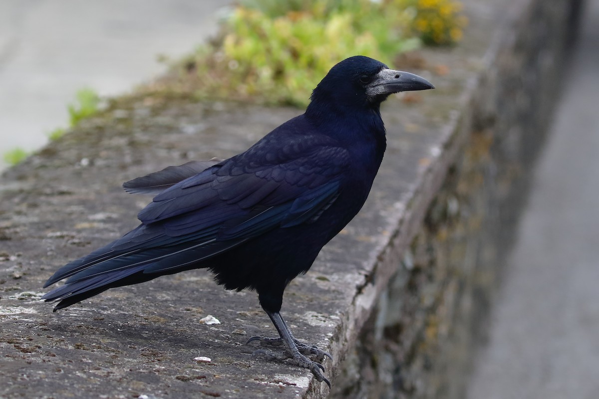 Rook - ML643053204