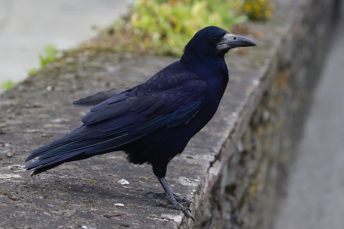 Rook - ML643053205