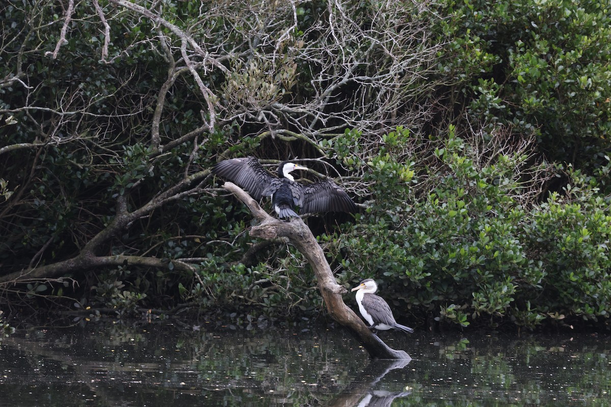 Pied Cormorant - ML643053214