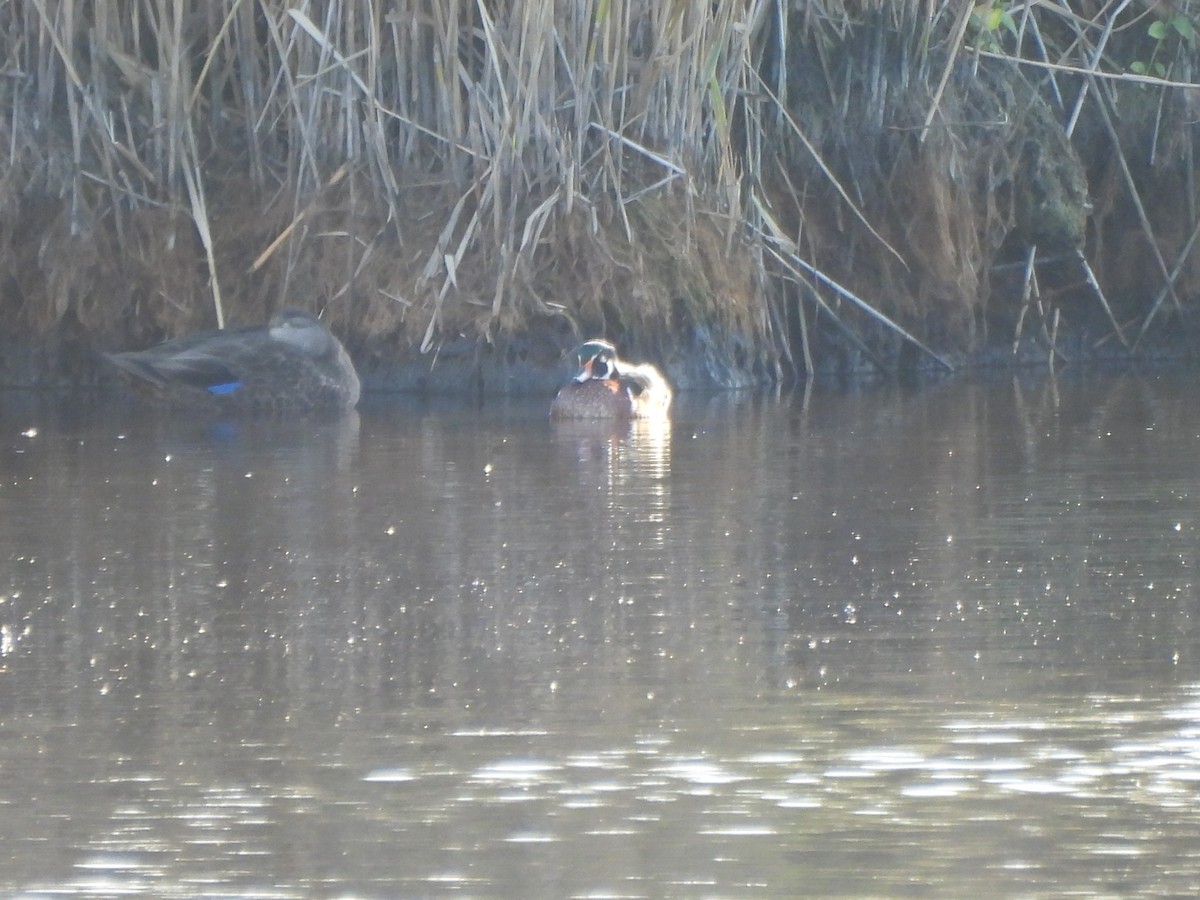 Wood Duck - ML643053231