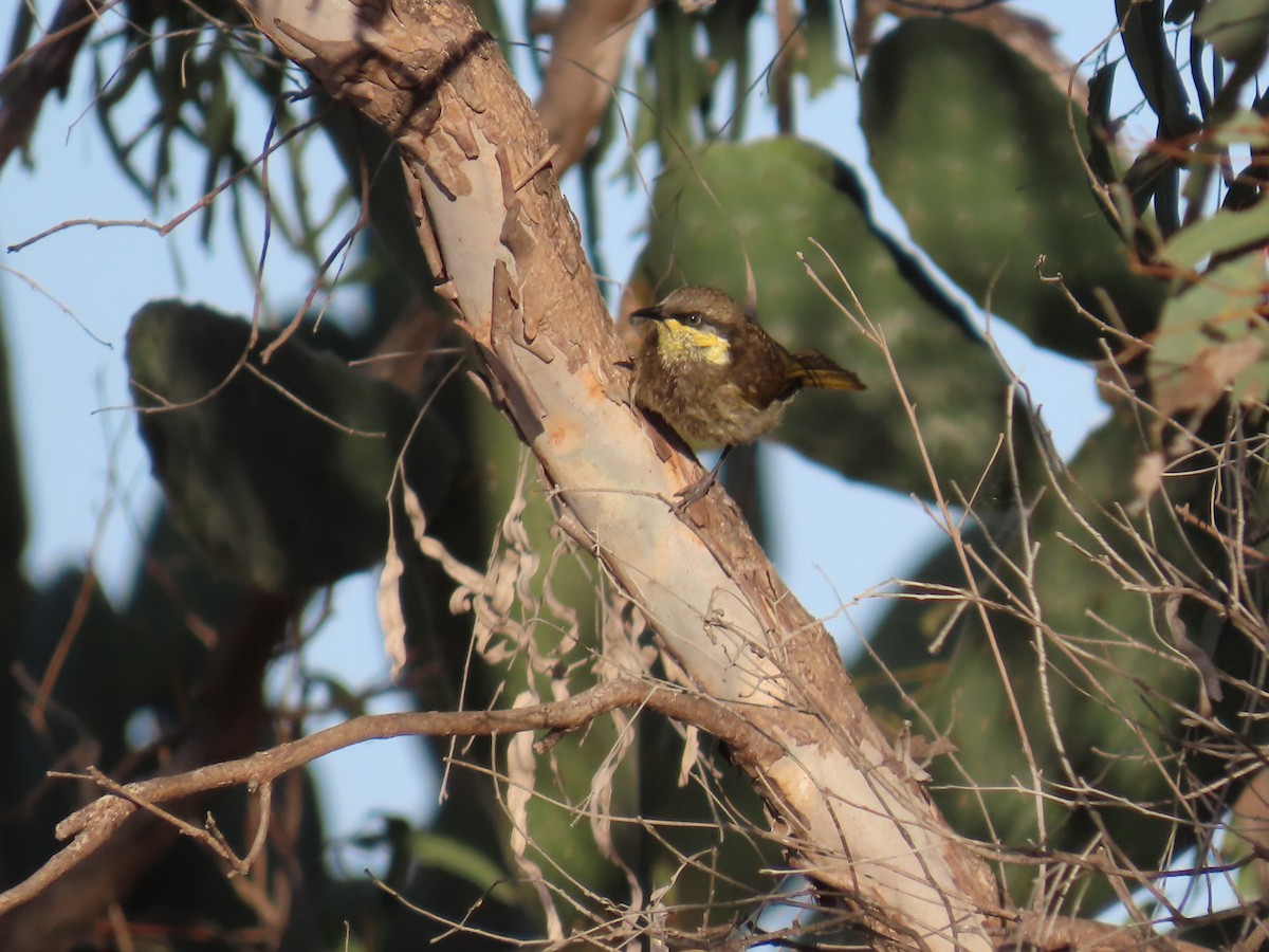 Mangrove Honeyeater - ML643053260