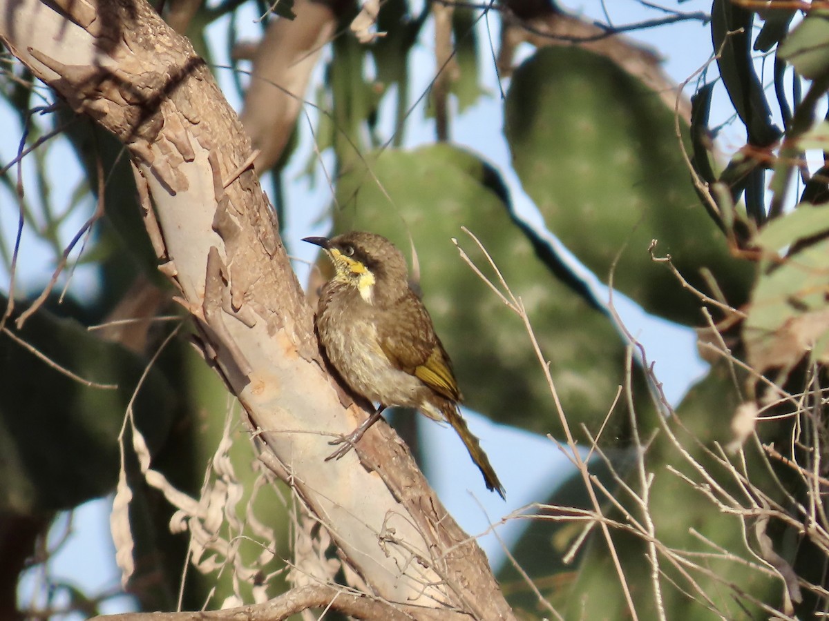 Mangrove Honeyeater - ML643053261