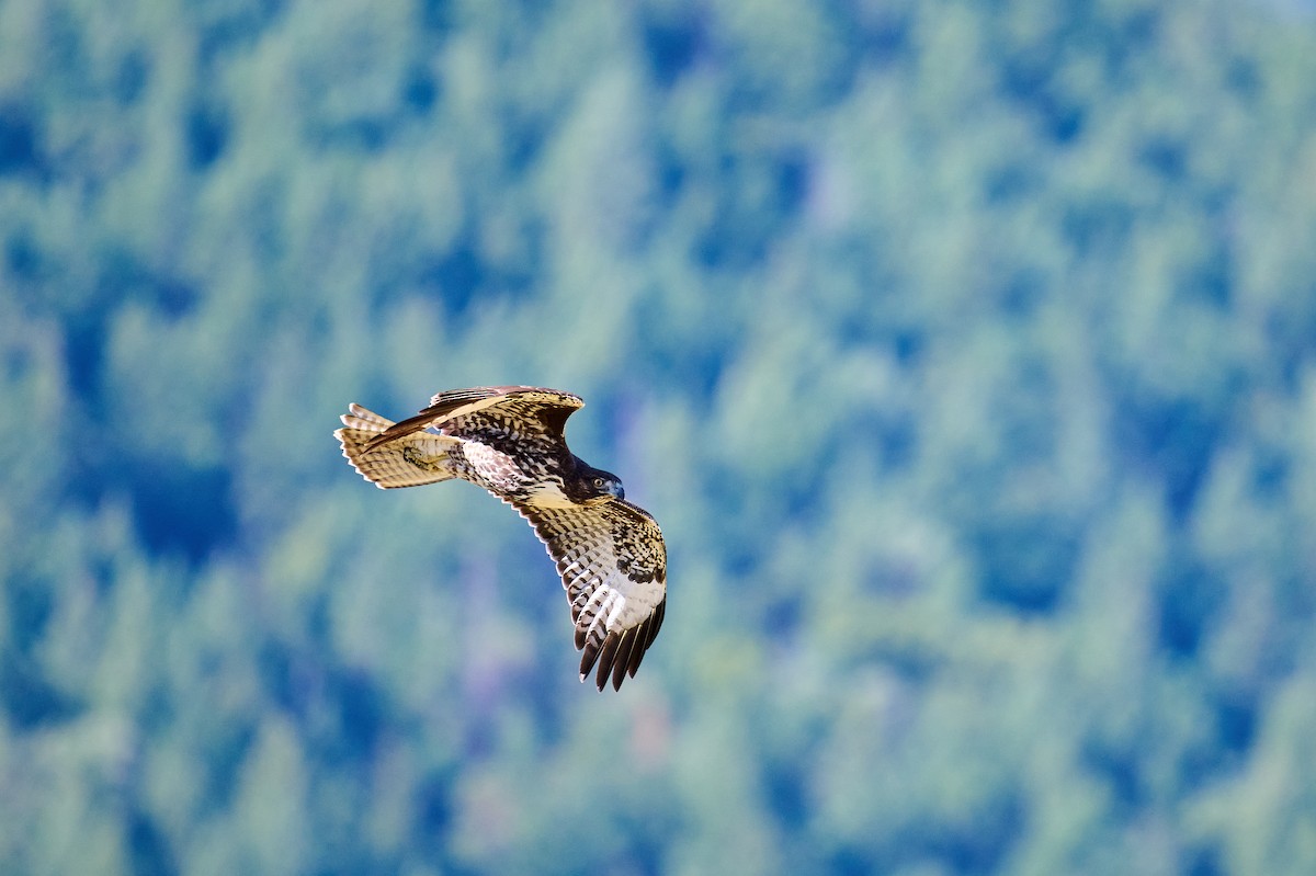 Red-tailed Hawk - ML643053268