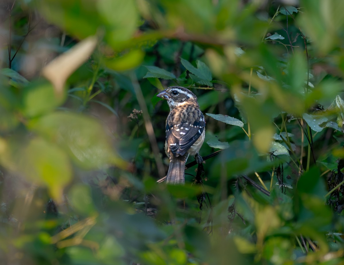 Rose-breasted Grosbeak - ML643053272