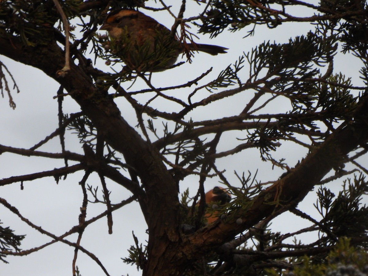 White-throated Sparrow - ML643053273