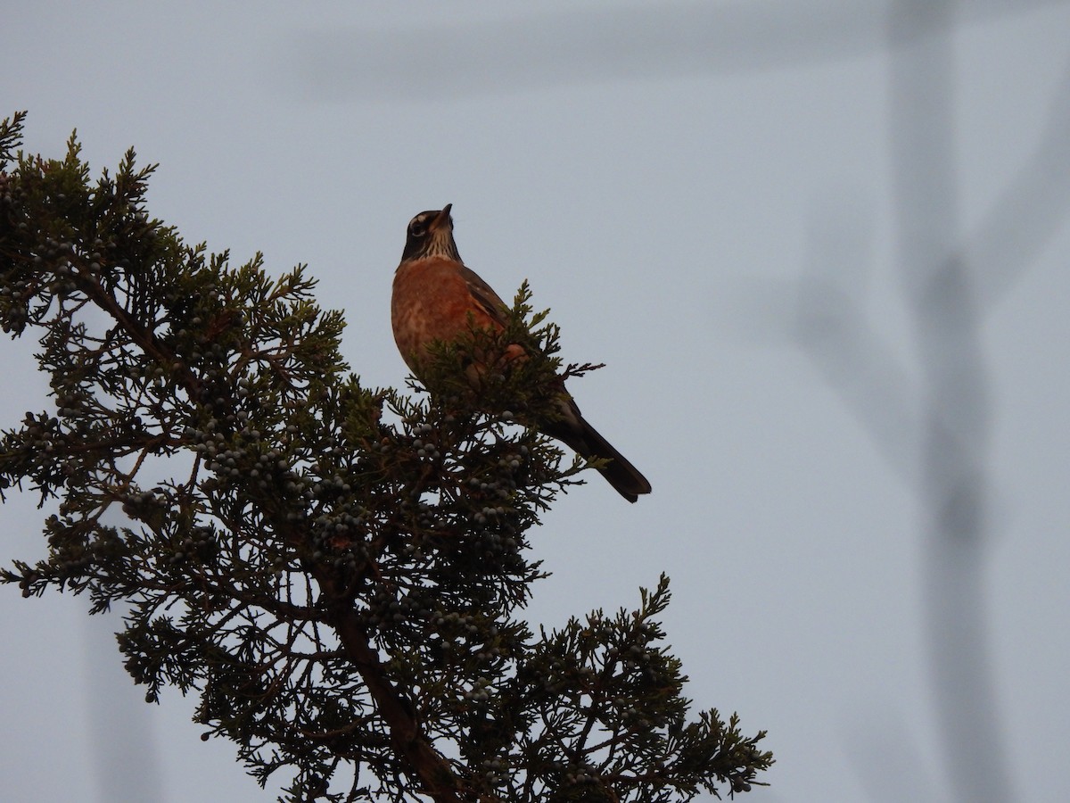 American Robin - ML643053277