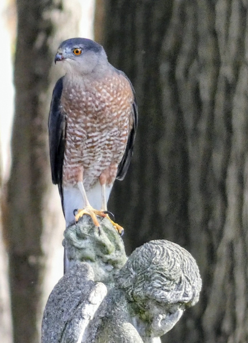 Cooper's Hawk - ML643053283