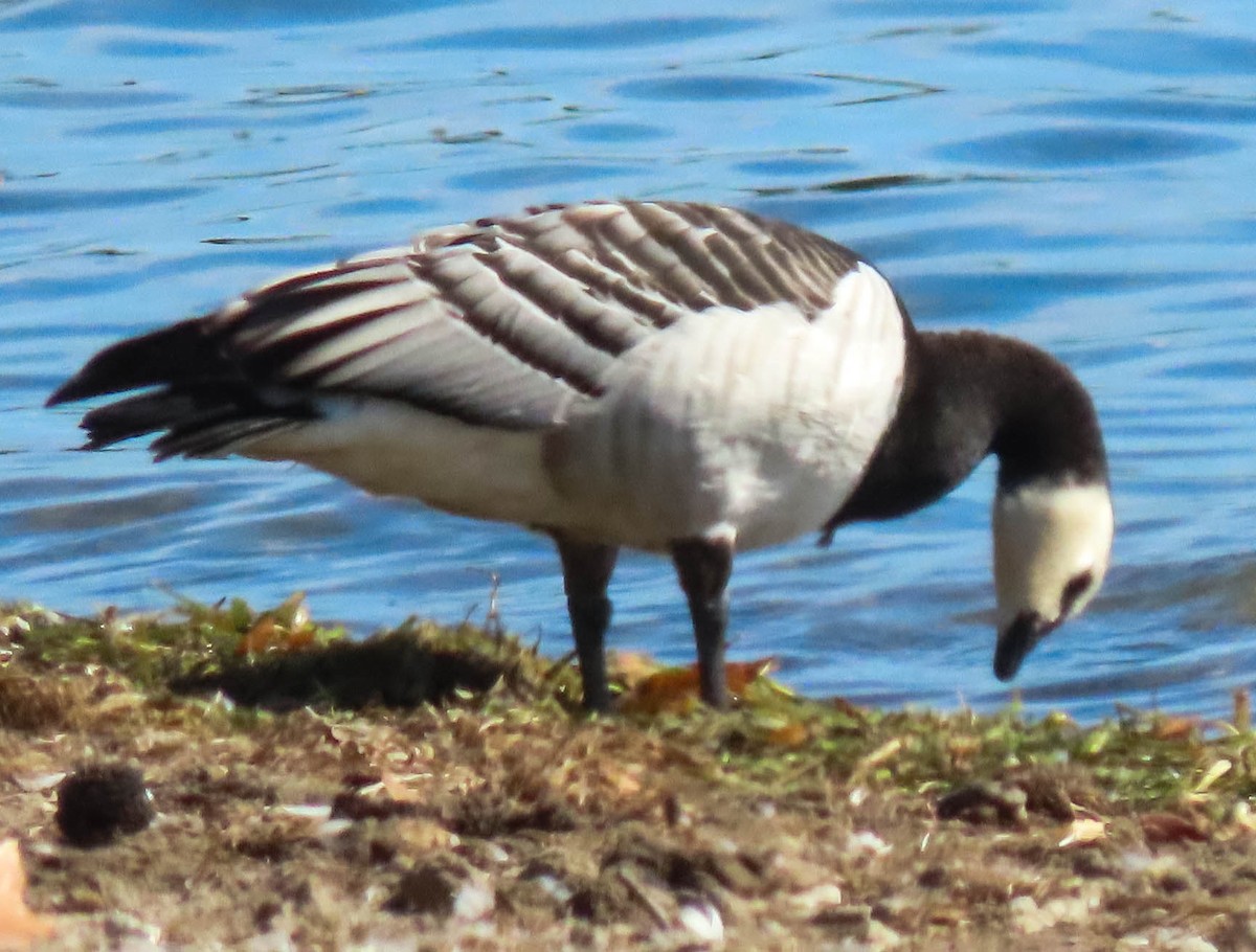 Barnacle Goose - ML643053300