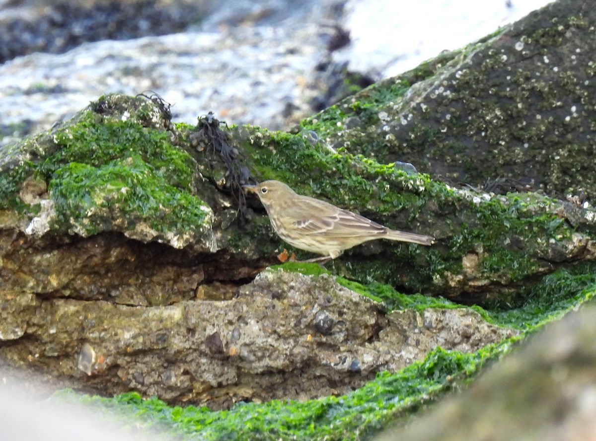 Pipit maritime - ML643053326