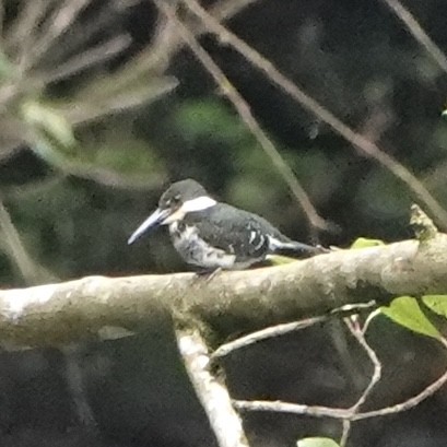Martin-pêcheur vert - ML643053327