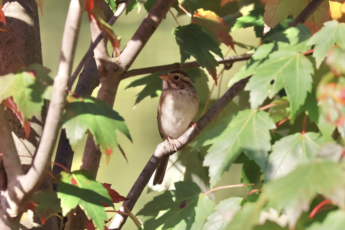 Clay-colored Sparrow - ML643053339