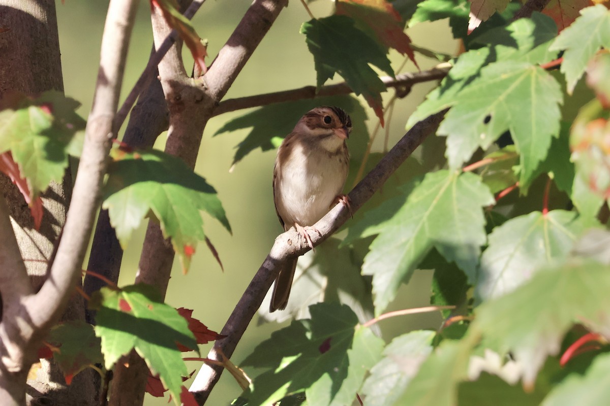 Clay-colored Sparrow - ML643053340