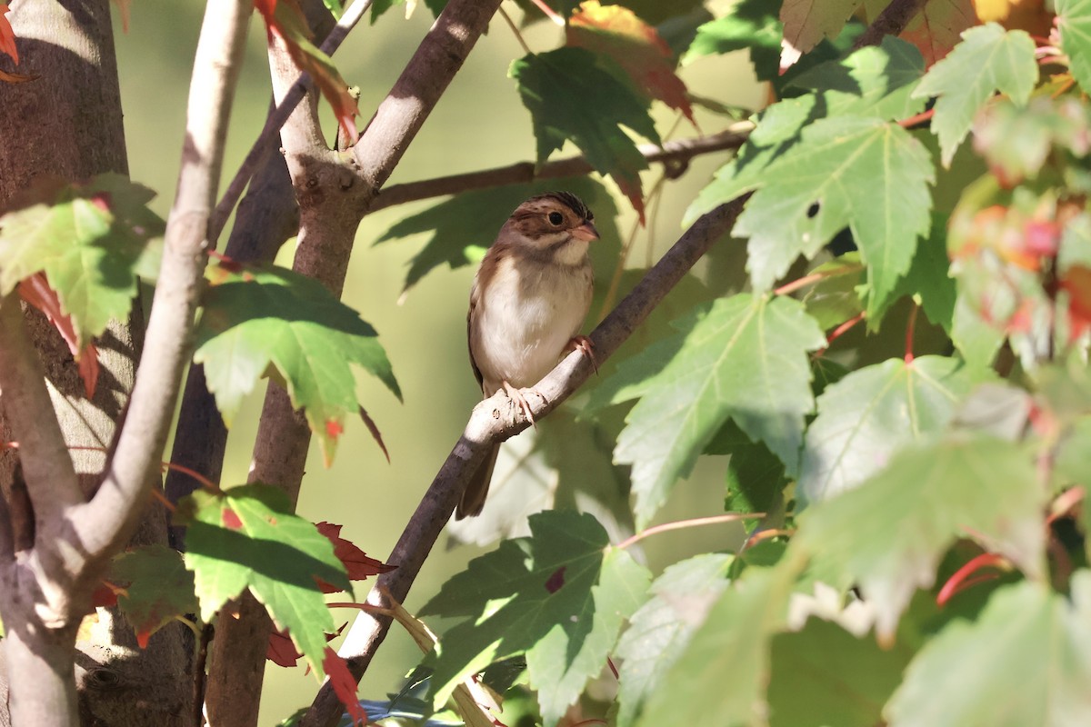 Clay-colored Sparrow - ML643053341