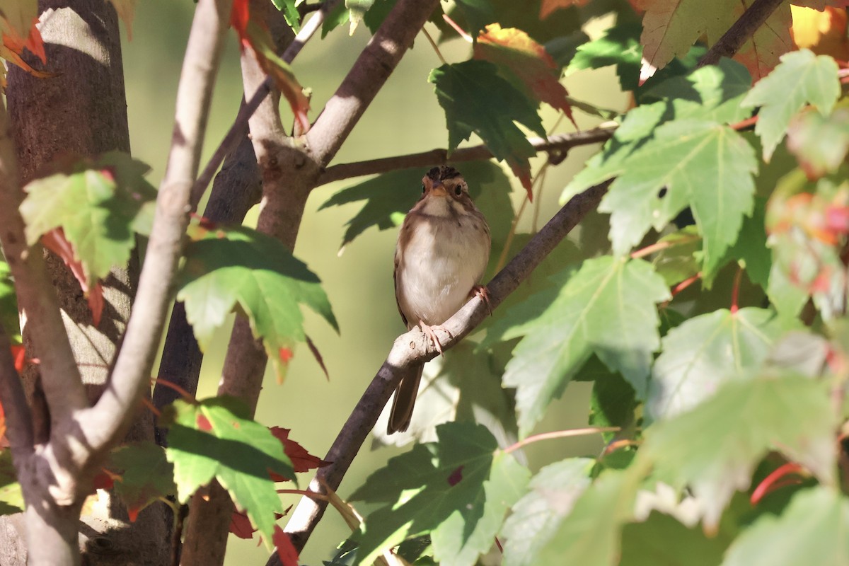 Clay-colored Sparrow - ML643053342