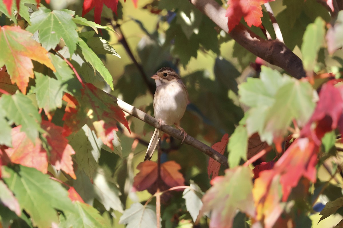 Clay-colored Sparrow - ML643053343