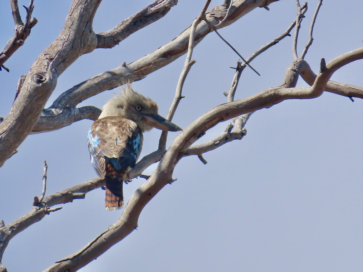 Blue-winged Kookaburra - ML643053367