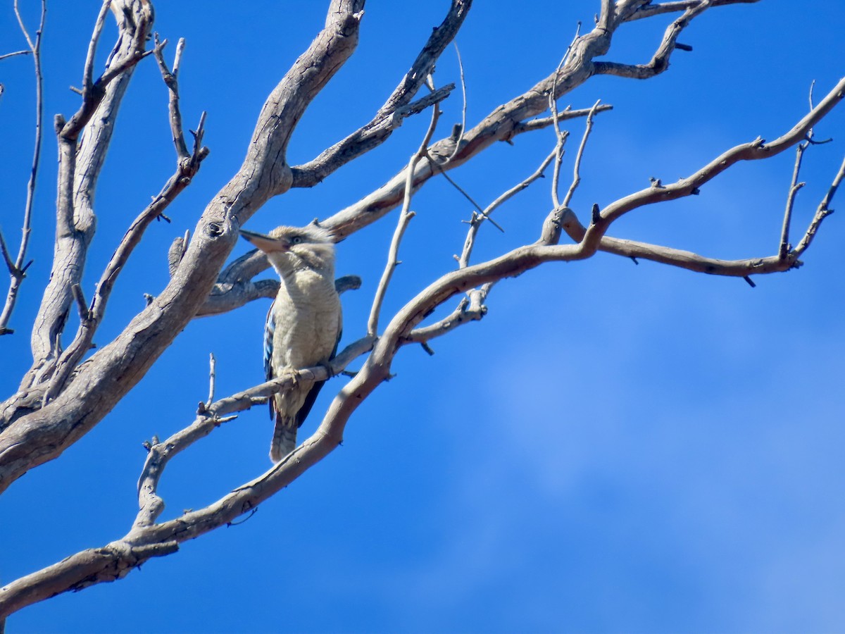 Blue-winged Kookaburra - ML643053368
