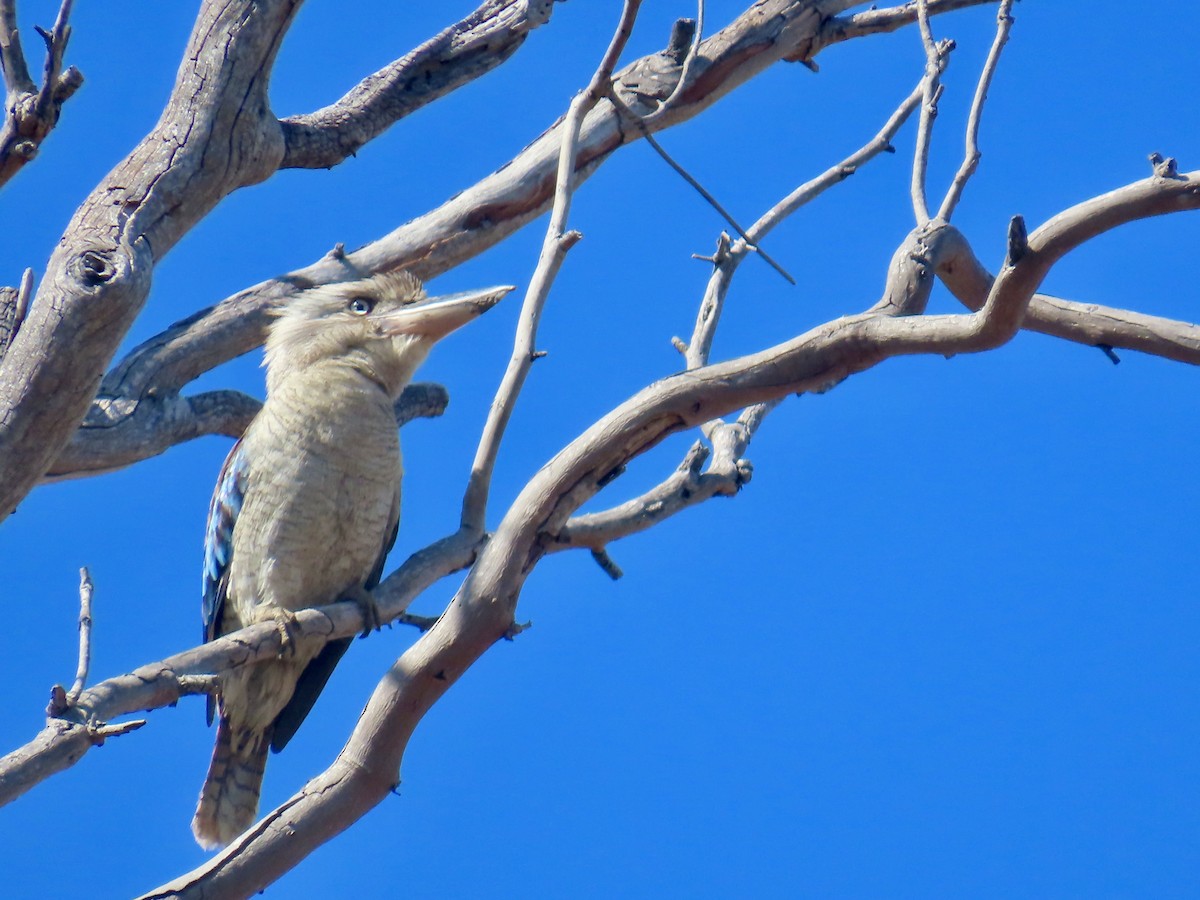 Blue-winged Kookaburra - ML643053369
