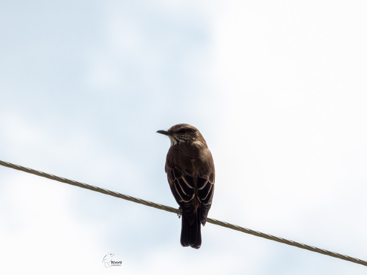 ヤブタイランチョウ - ML643053377