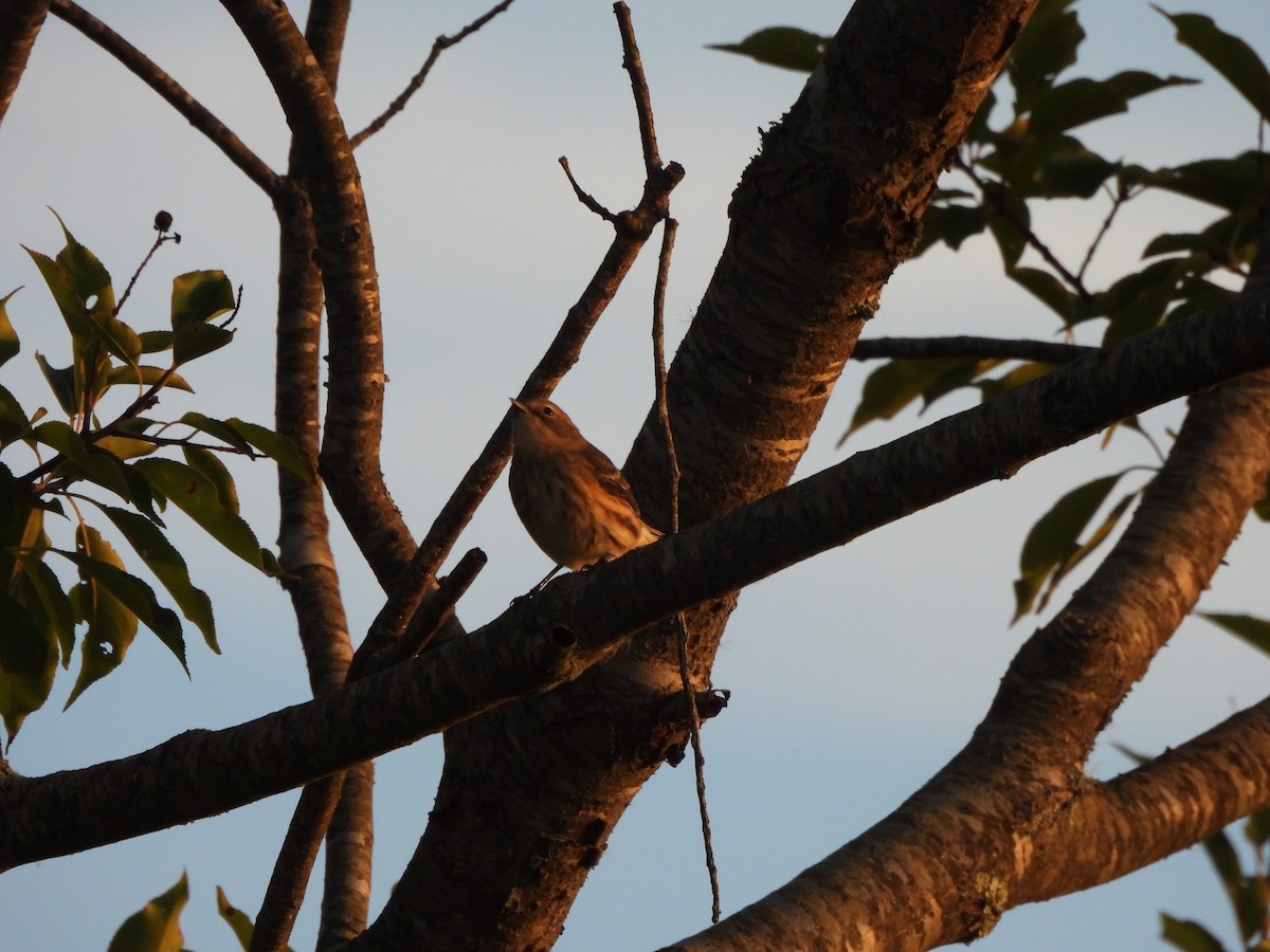 Yellow-rumped Warbler - ML643053386