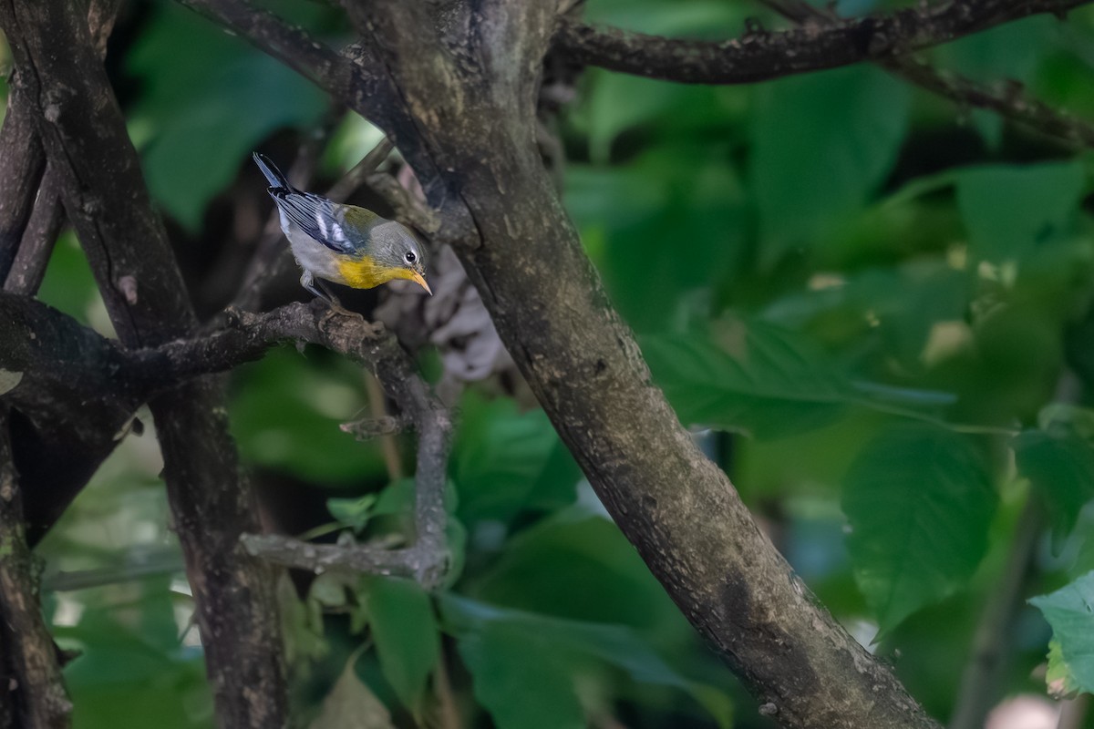 Northern Parula - ML643053421