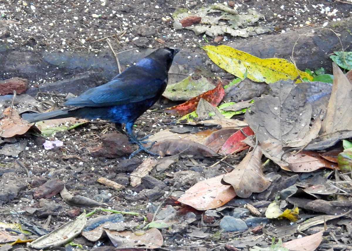 Shiny Cowbird - ML643053474