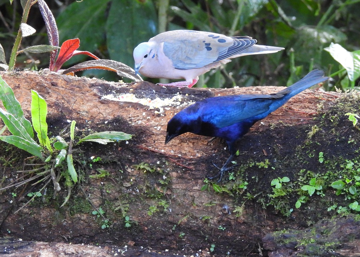 Shiny Cowbird - ML643053475