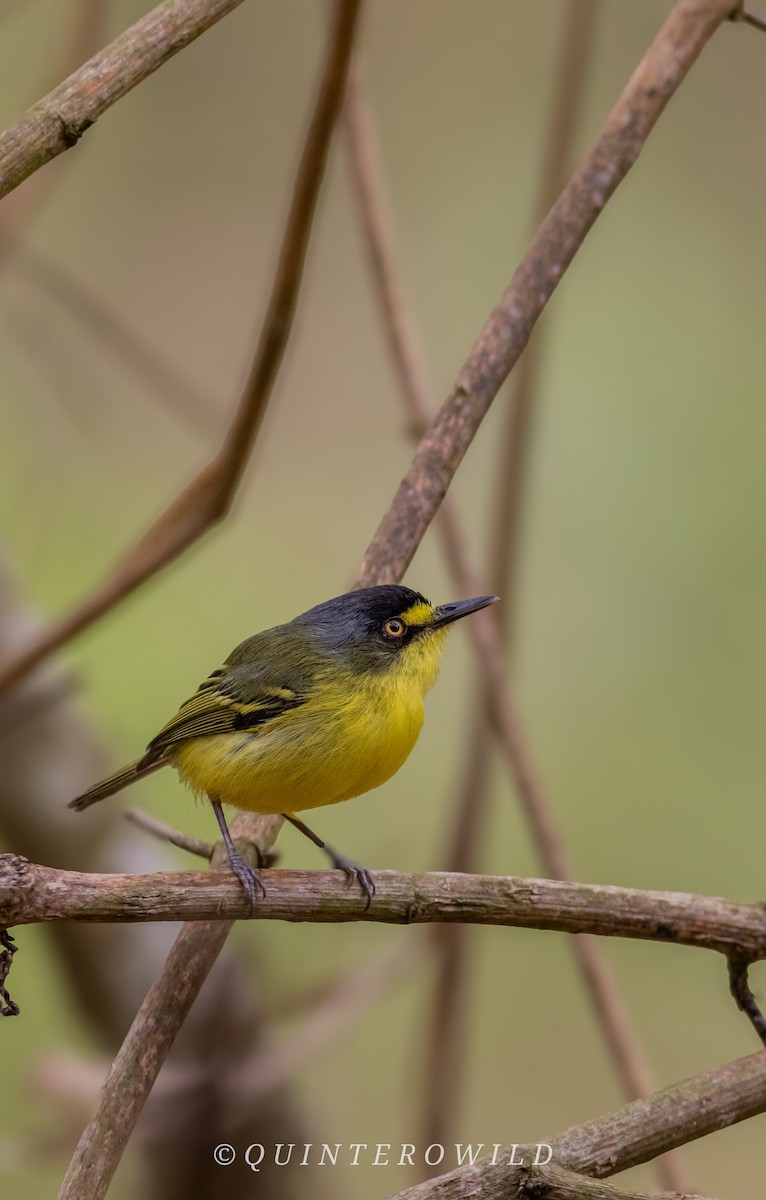 Titirijí Cabecigrís - ML643053485