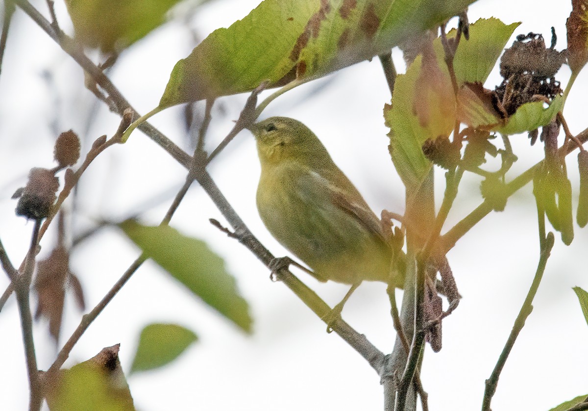 Tennessee Warbler - ML643053486