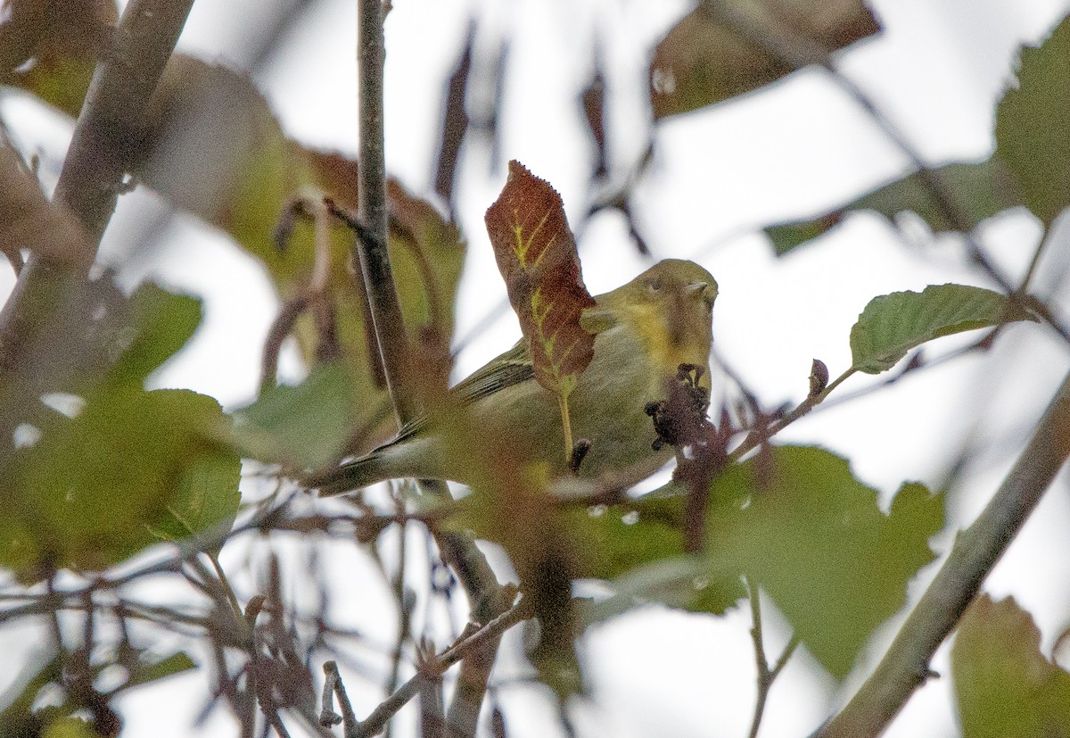 Tennessee Warbler - ML643053487