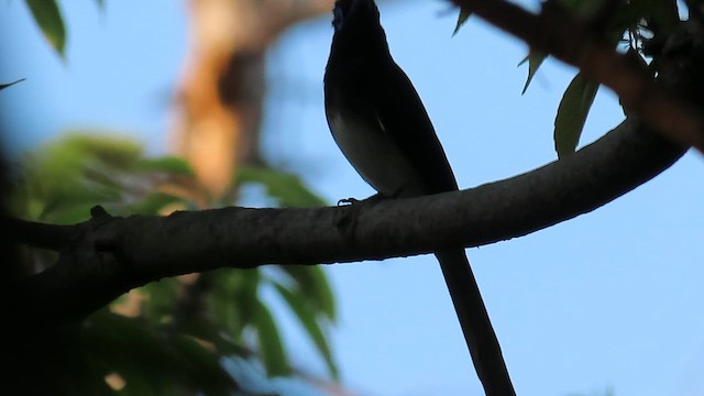 japanparadismonark - ML643053488