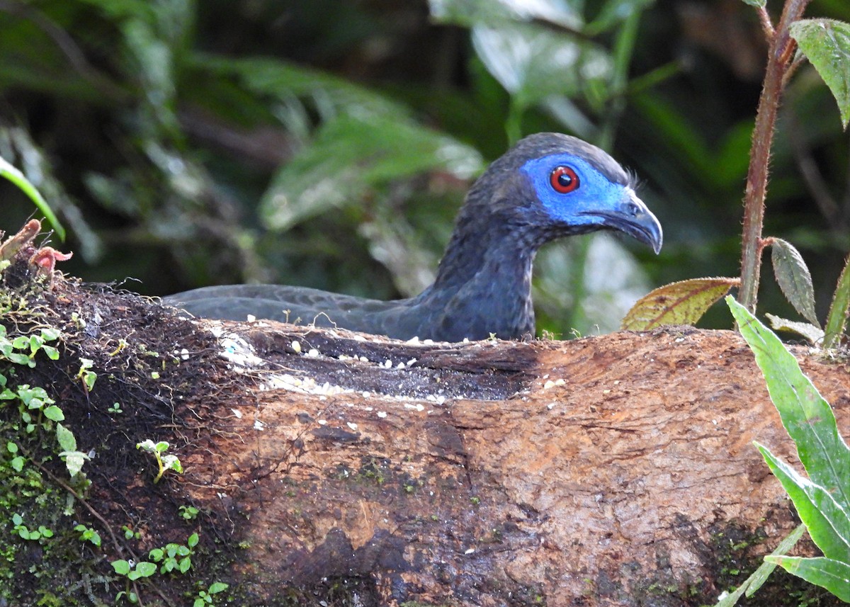 Sickle-winged Guan - ML643053492