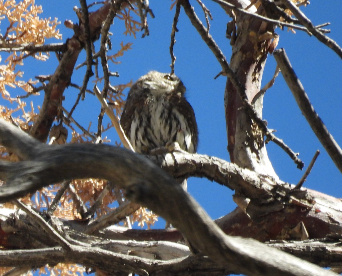 Northern Pygmy-Owl - ML643053496