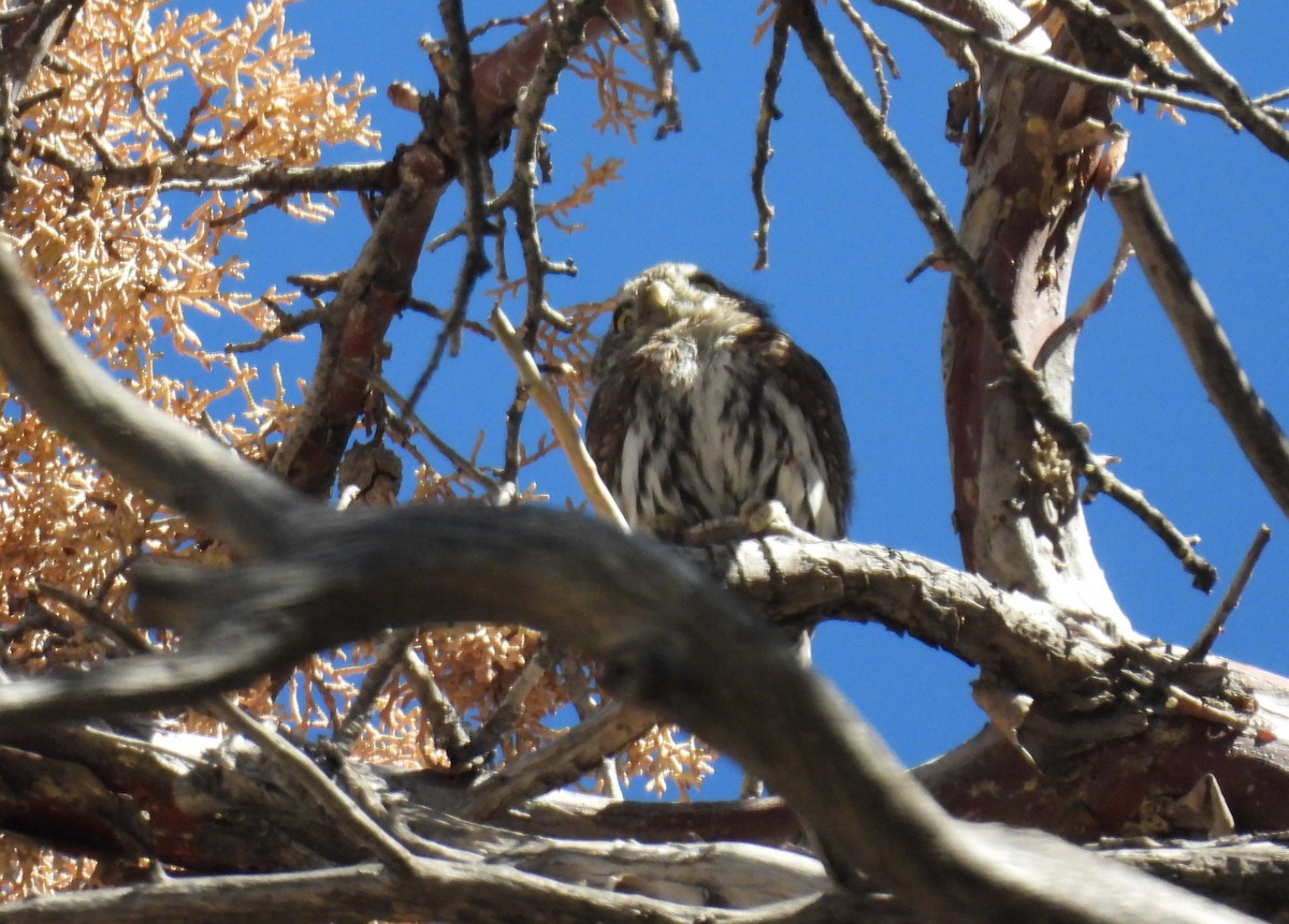 Northern Pygmy-Owl - ML643053497