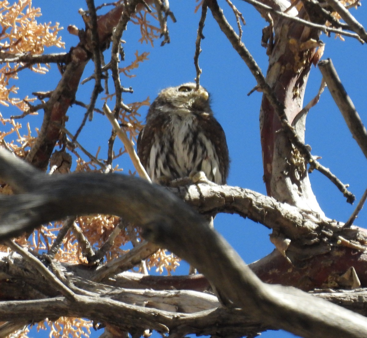 Northern Pygmy-Owl - ML643053498