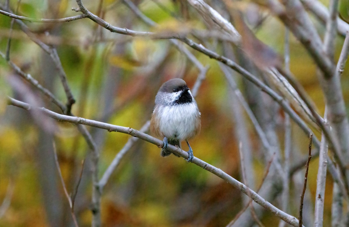 Boreal Chickadee - ML643053500