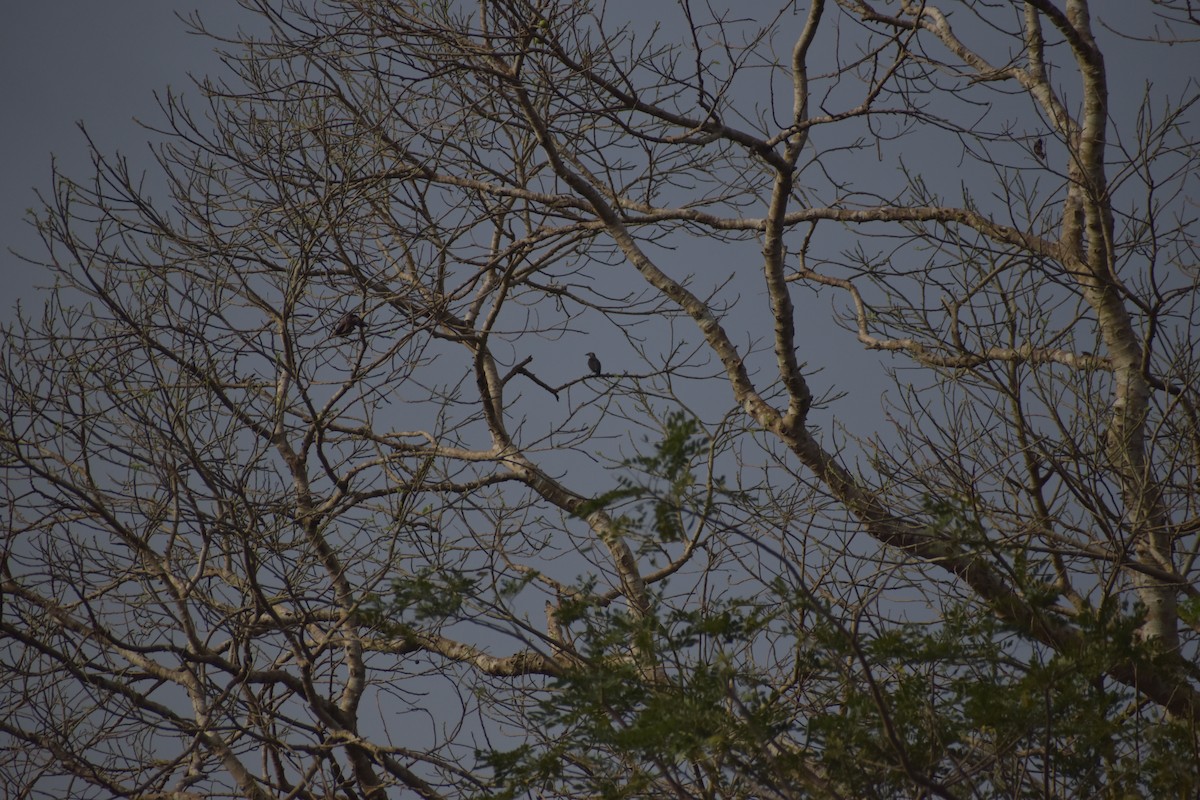Asian Glossy Starling - ML643053522