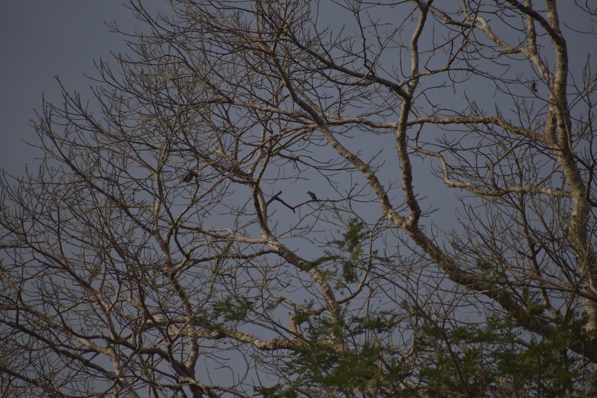 Asian Glossy Starling - ML643053523