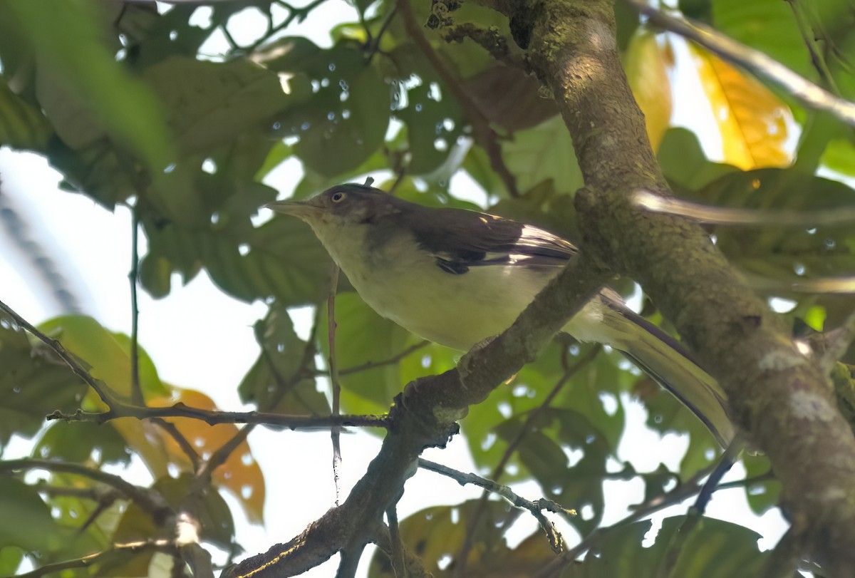 Blue-winged Minla - ML643053526