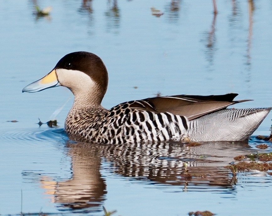 Silver Teal - ML643053528