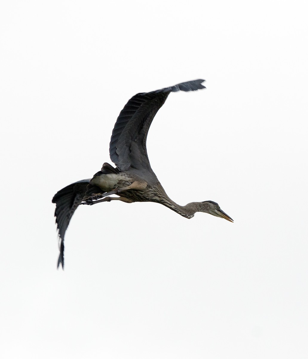 Great Blue Heron - ML643053531