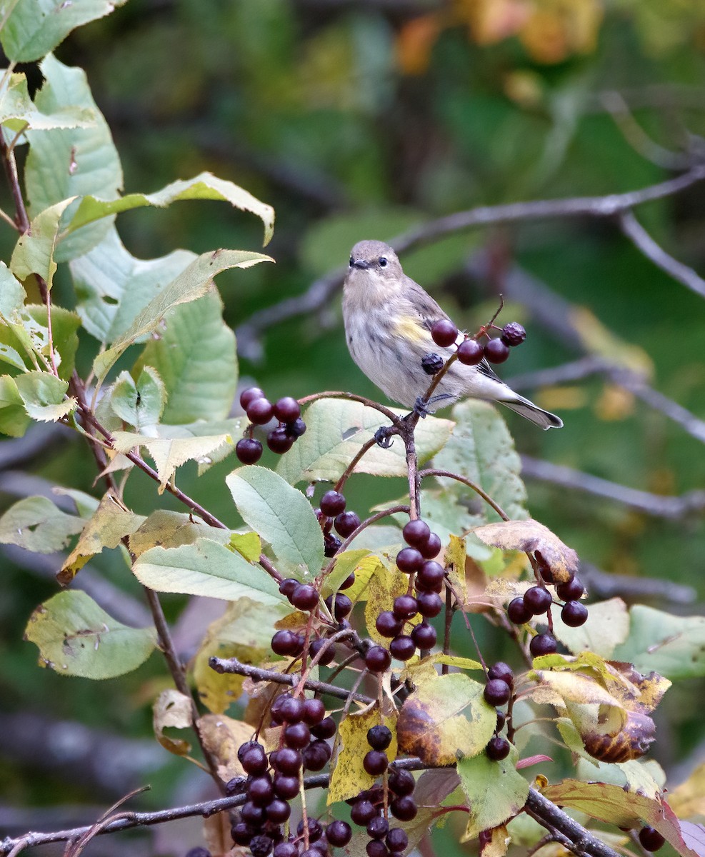 Yellow-rumped Warbler - ML643053538