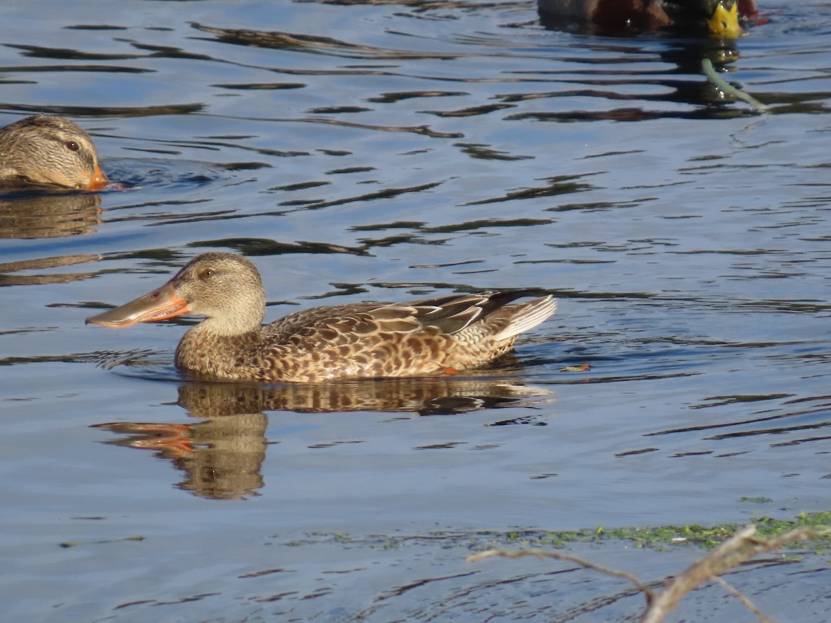 Northern Shoveler - ML643053539