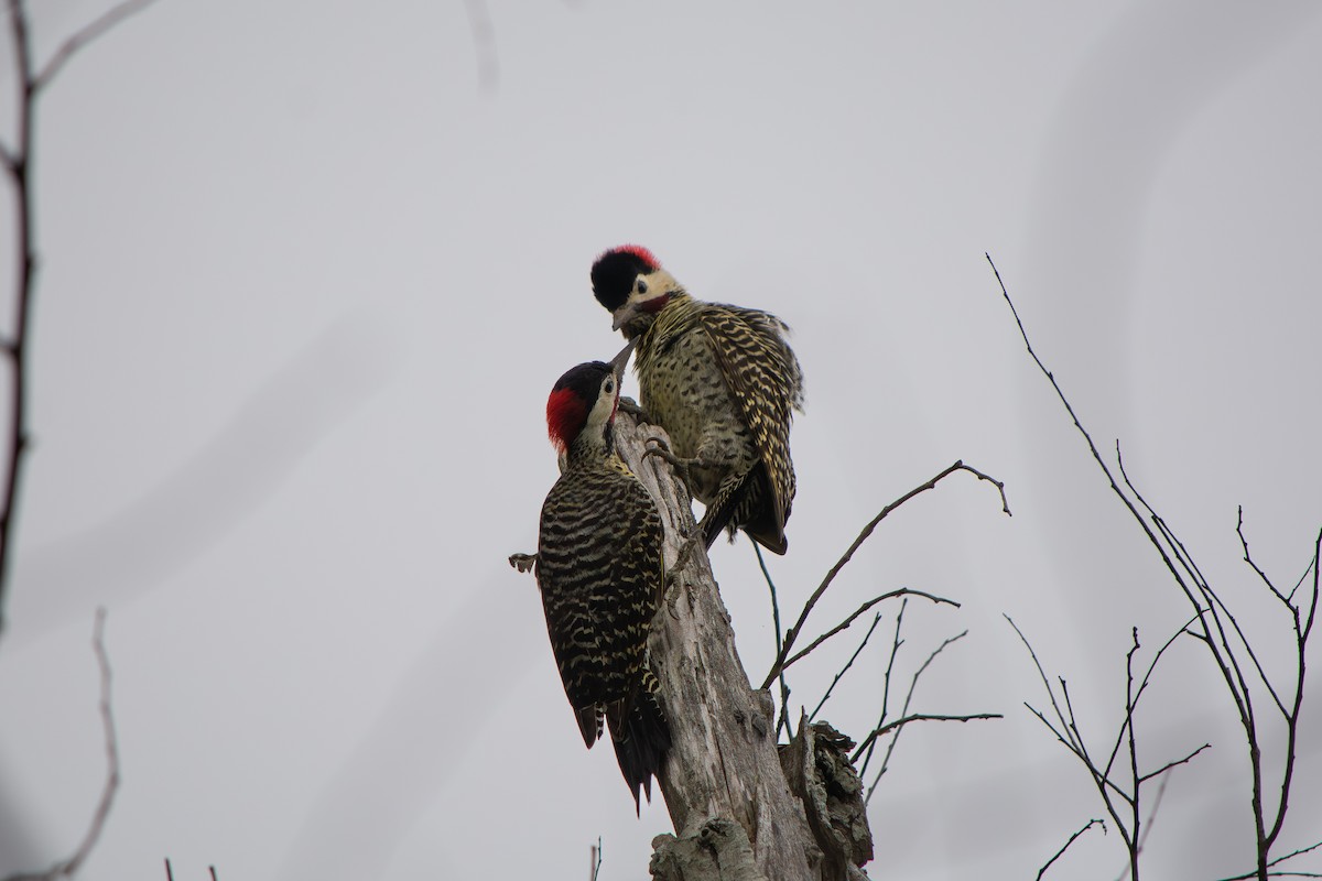 Green-barred Woodpecker - ML643053543