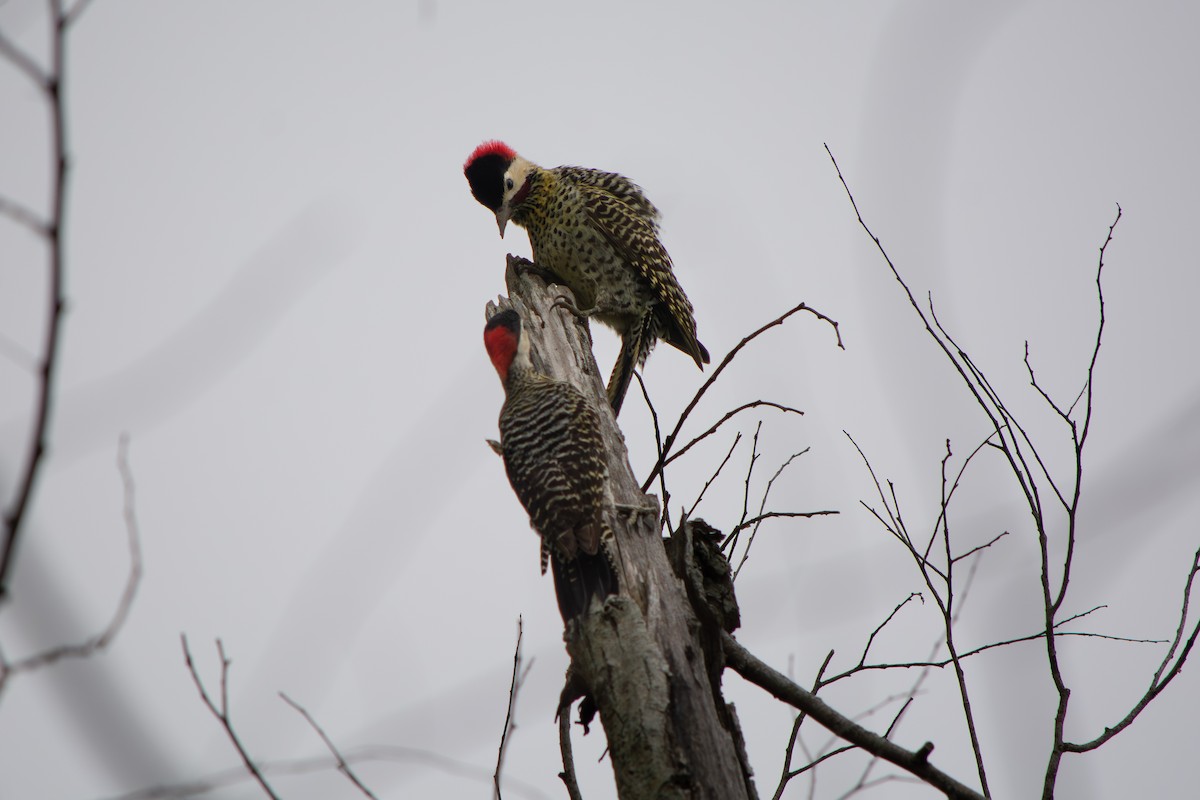 Green-barred Woodpecker - ML643053544