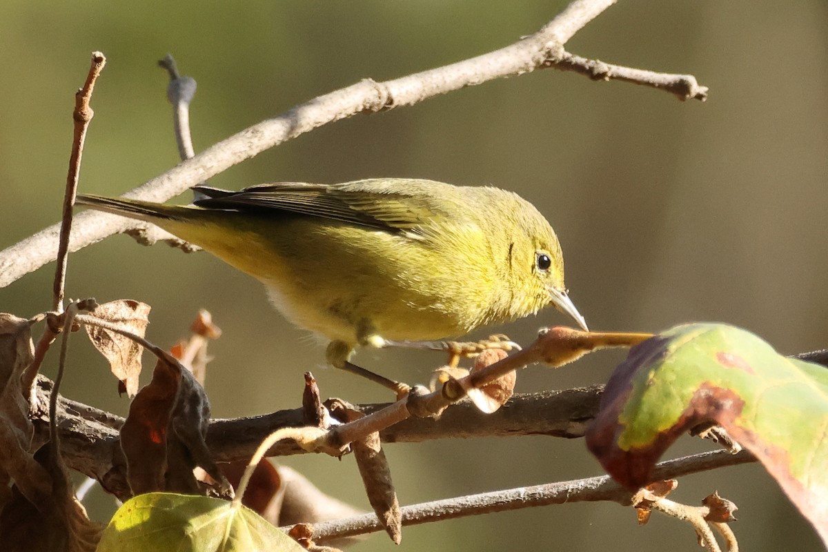 Orange-crowned Warbler - ML643053545